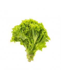 Lechuga batavia unidad