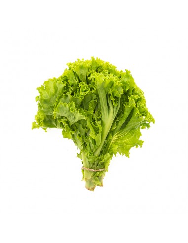 Lechuga batavia unidad