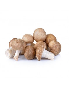 Seta shiitake 300 grs. aprox.